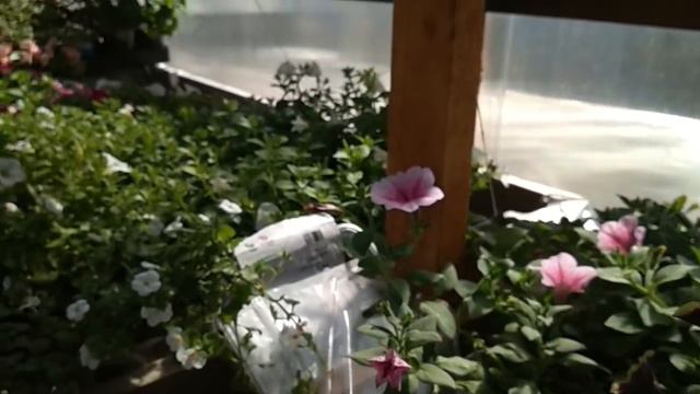 ГОРОДСКИЕ КОЛХОЗНИКИ -ЗАБОЛЕЛ РЕБЕНОК смотреть онлайн