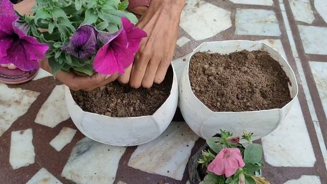 How To Grow Petunia Flower Plants. @gardeningforbeginners6947 смотреть онлайн