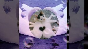 Судьба по имени любовь