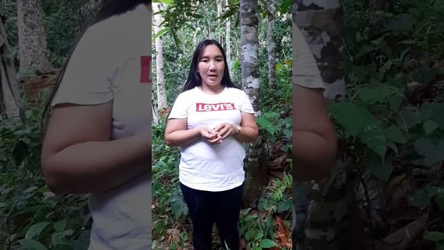Tabon-tabon a tropical fruit