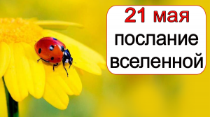 ПОСЛАНИЕ ВСЕЛЕННОЙ на 21 мая.