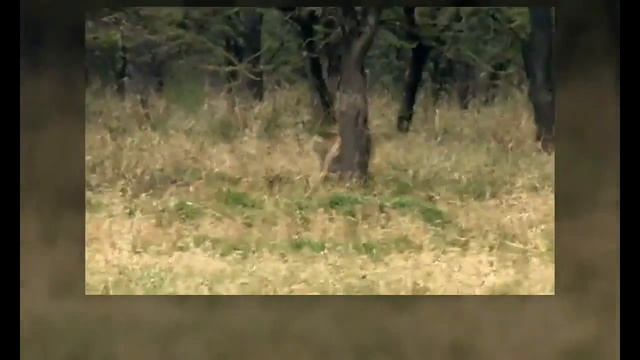 Охота диких животных