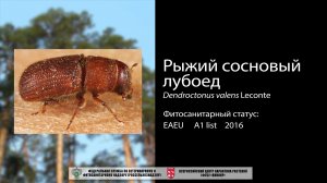 Рыжий сосновый лубоед  (Dendroctonus valens)