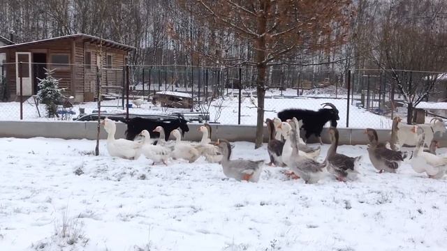 Холмогорские, Ленточные и Тульские гуси во Владимирских лесах. смотреть онлайн