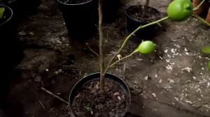 Лимон з бросил листья. Перелив как определить по листве.Павловськый лимон