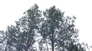 Кадр охоты с Карело финской лайкой 2020. Часть 2.