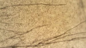 Serpula lacrymans growth