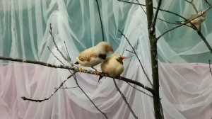 Веселые птички амадинки