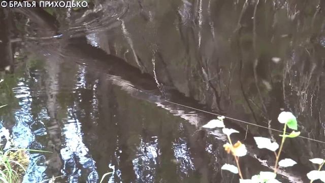 ЭТОТ ХАРИУС ПЫТАЛСЯ СОЖРАТЬ ПОПЛАВОК / ПОХОД ПО ТАЕЖНОМУ РУЧЬЮ / РЫБАЛКА 2020