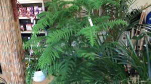 Хвойное дерево для дома. Араукария