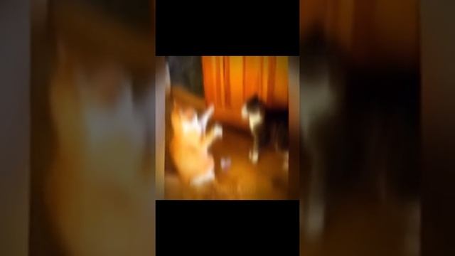 СМОТРИ И СМЕЙСЯ смотреть онлайн