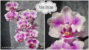 Phal. Pink Dream butterfly🌸 Домашнее цветение нежной мультифлорной орхидеи бабочки Пинк Дрим | Обзо