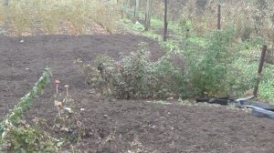 Прикопка яблони Ред Кетти. Частный питомник Тимофей. rozapochtoi.ru