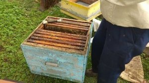 Перевод пчелосемьи из улья дадан в малоформатный улей.