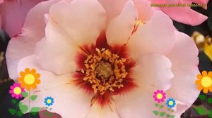 Роза гибридная. Краткий обзор, описание характеристик Alissar Princess of Phoenicia