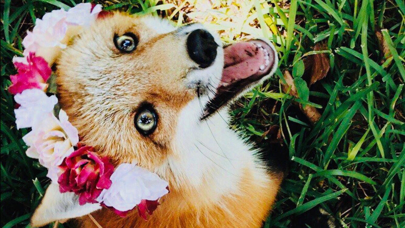 ПРИКОЛЫ С ЛИСАМИ-РЖУ!!FUNNY FOXES-СМЕШНЫЕ ЛИСЫ-JOKES WITH FOXES/Cute moments of the foxes