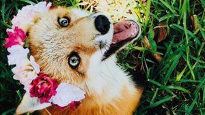 ПРИКОЛЫ С ЛИСАМИ-РЖУ!!FUNNY FOXES-СМЕШНЫЕ ЛИСЫ-JOKES WITH FOXES/Cute moments of the foxes