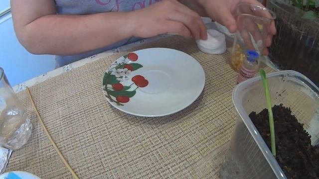 КАК ПРОРАСТИТЬ КУКУРУЗУ! Выращивание через рассаду.