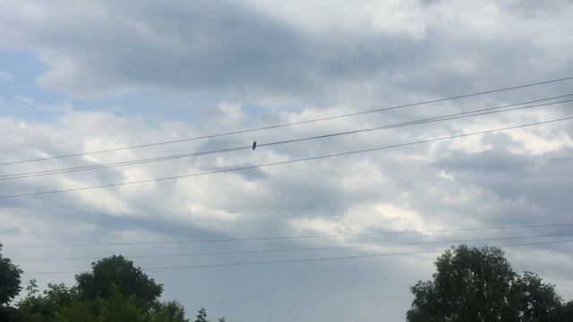 Сделали все что могли. Утешительное пополнение в пернатом стаде. смотреть онлайн