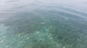 ЯДОВИТАЯ РЫБА  КРЫЛАТКА НА ПЛЯЖЕ В ШАРМ ЭЛЬ ШЕЙХЕ