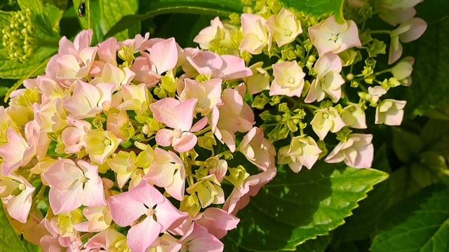 157 КАЖДЫЙ КУПЕЦ НА СВОЙ АРШИН МЕРЯЕТ! смотреть онлайн