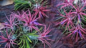 Tillandsia ionantha Fuego