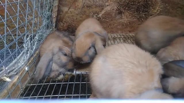 Кролики  летом,  как бороться  с  жарой  для тех  у кого  кролики на улице! смотреть онлайн