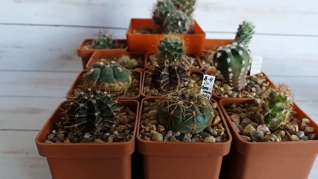 Зимовка кактусов, полив. смотреть онлайн