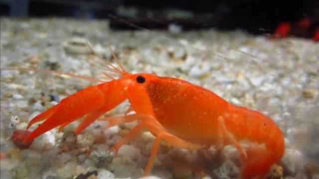 Canon A2200 Vivid Photo смотреть онлайн