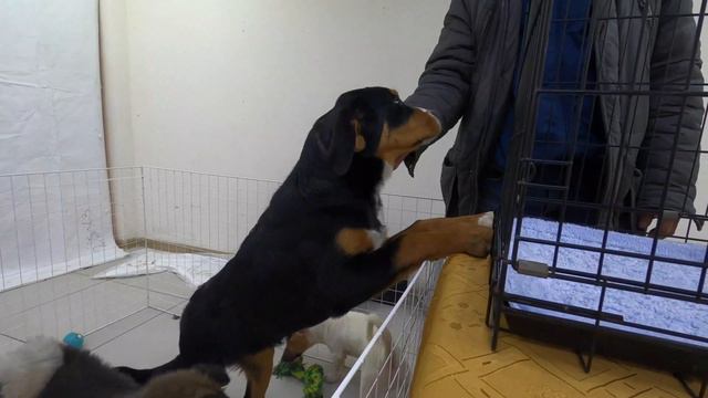 Выставка - продажа щенков и котят. Ярославский Бэби - Салон