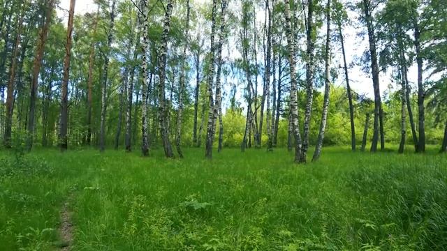 Расслабляющее Пение Птиц В Утреннем Лесу. Звуки Леса ASMR. Лучшая Птичья Песня. ASMR.