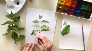 Яснотка белая акварелью. Рисование для начинающих онлайн