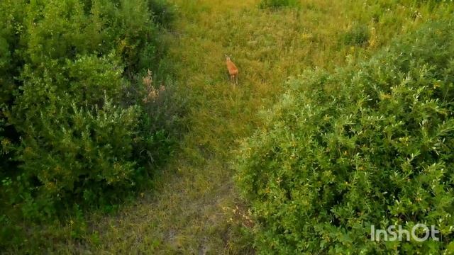 Самец Сибирской косули. Август 2022 смотреть онлайн