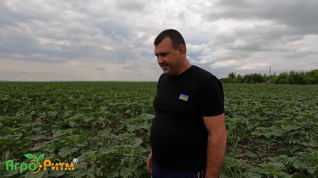 СОНЯШНИК ПО НУЛЮ ЗЕРНОВОЮ СІВАЛКОЮГІБРИД АЛЬДАЗОР.ПШЕНИЦЯ ПРЯМИМ ПОСІВОММІЖРЯДДЯ 34СМНОРМА 100КГ