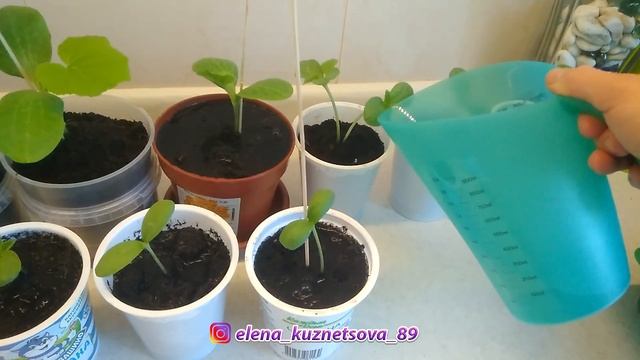 ПИКИРОВАНИЕ ДЫНИ И ТЫКВЫ В ДОМАШНИХ УСЛОВИЯХ смотреть онлайн