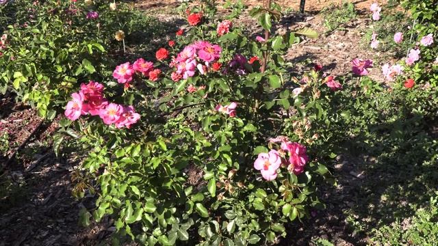 роза уайлд роувер - парковая, питомник роз полины козловой, rozarium.biz смотреть онлайн