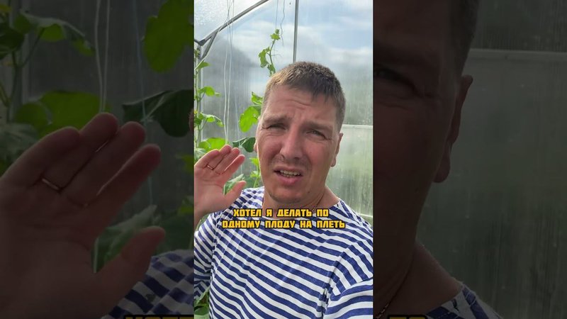 Женские и мужские цветы на дыне #огородкруглыйгод #дача #огород
