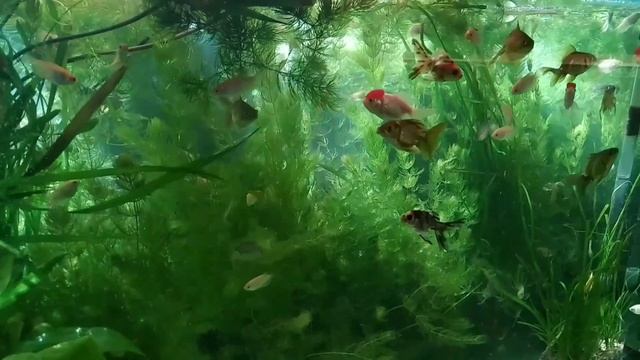 Золотые рыбки в лучах весеннего солнца и самодельный корм.