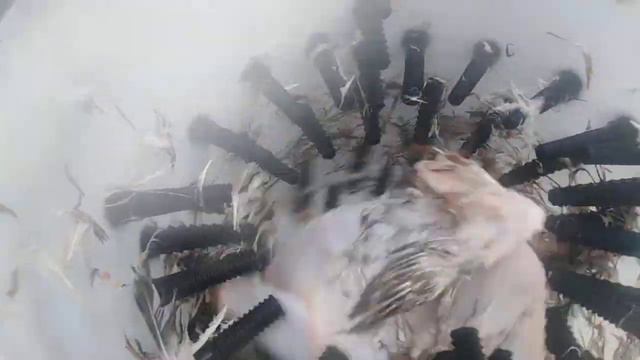 Перощипательная машина. Как она работает. смотреть онлайн