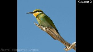 Самые красивые птицы мира