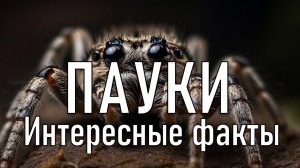 Интересные факты о пауках