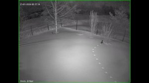 Людей нет , живность резвится .