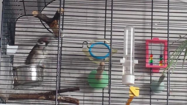 Воробей Проша и канарейка Симка. ? ? Купальщики)) смотреть онлайн