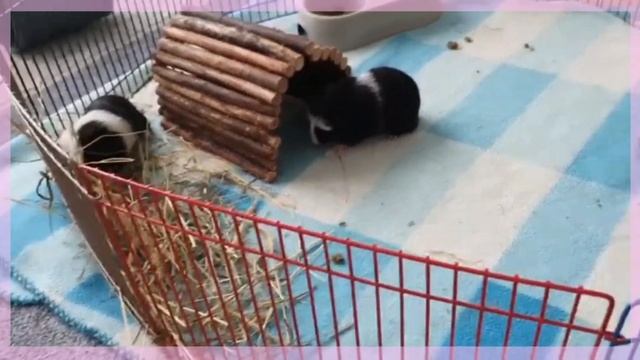 Что нужно для появления морской свинки|какие вещи купить|СВИНКИ с МОРЯ смотреть онлайн