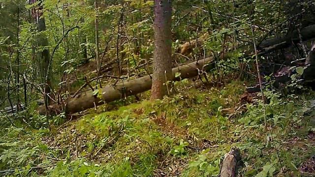 Установил фотоловушки на барсучьем городке. Облом Лиса заняла норы по тропам бегают все кому не лень