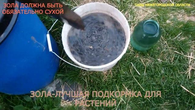 Подкормка золой.Настой золы смотреть онлайн