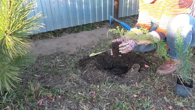 Как посадить хвойные растения. Как посадить азалию. Выбор места. Описание сортов саженцев смотреть онлайн