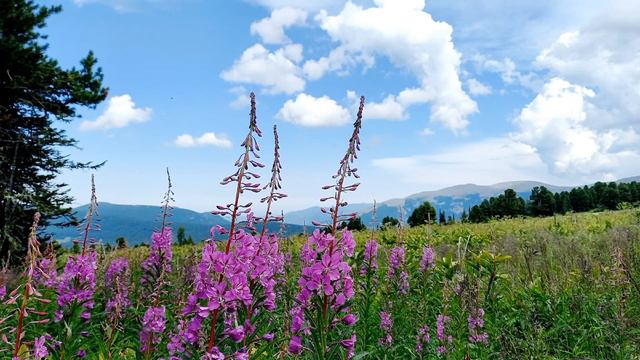 Алтай прекрасен! Горный Алтай! Алтай кожондор 🔥🔥🔥 смотреть онлайн