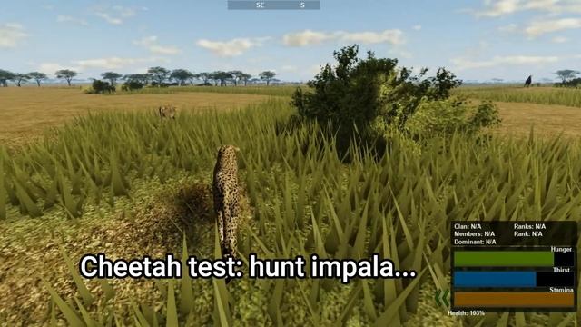 Roblox Wild Savanna - UPDATE - Cheetah pounce (new!) - run speed - lion paw swipe/stamina смотреть онлайн