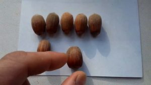 Северный фундук.Сканкопия книги Кудашевой по Ивантеевским сортам.